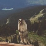 Screaming Marmot